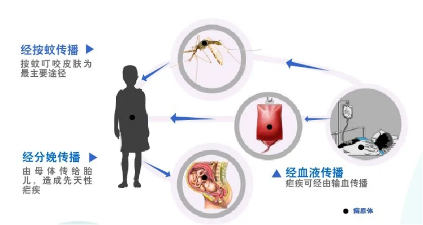 （挂网稿）疟疾防治知识科普(1)445.png